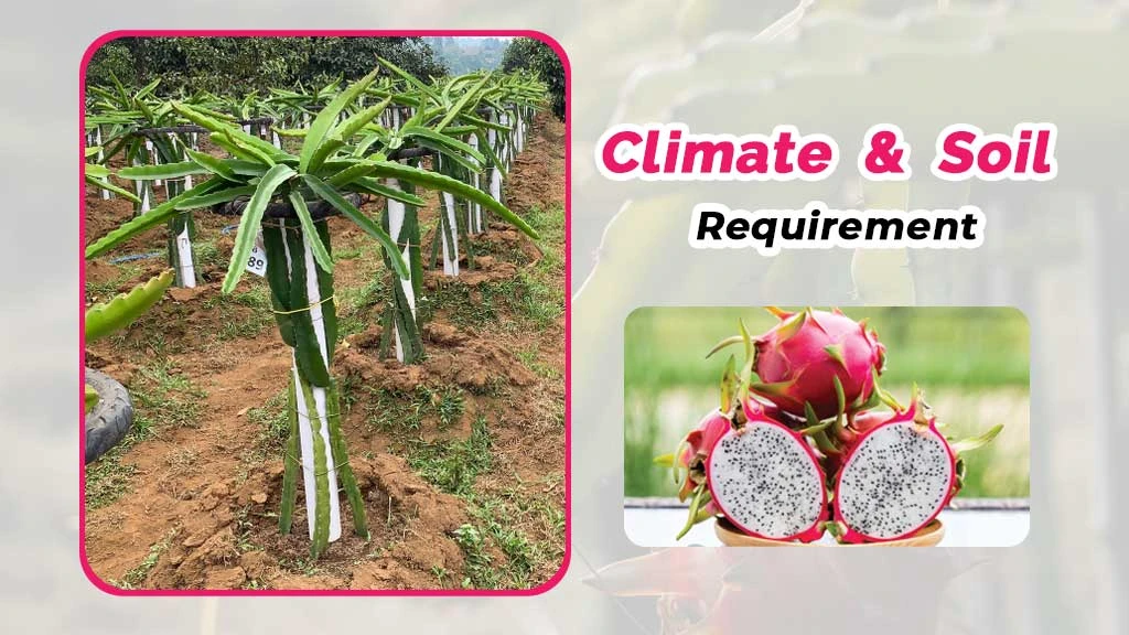 Process to Set Up Dragon Fruit Farm in India