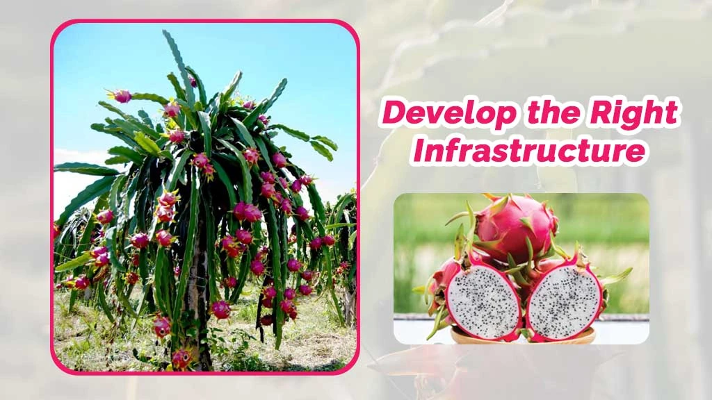 Process to Set Up Dragon Fruit Farm in India