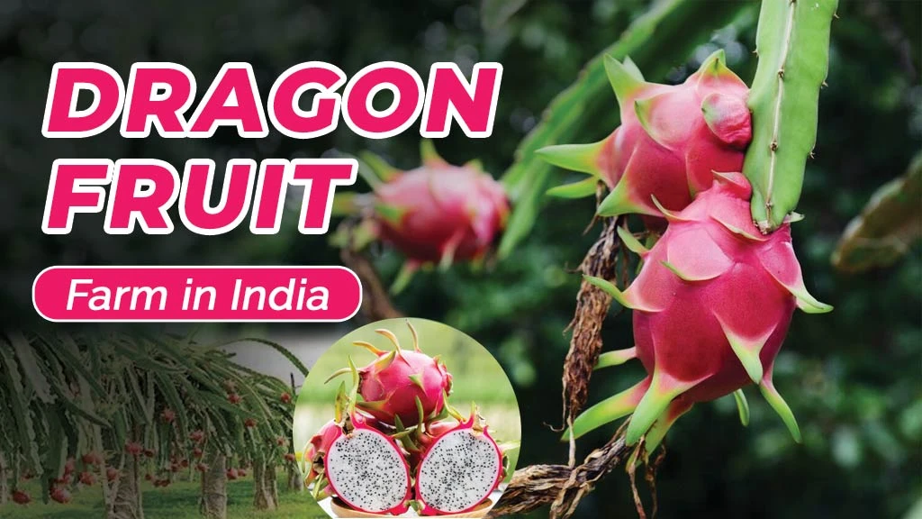 Process to Set Up Dragon Fruit Farm in India