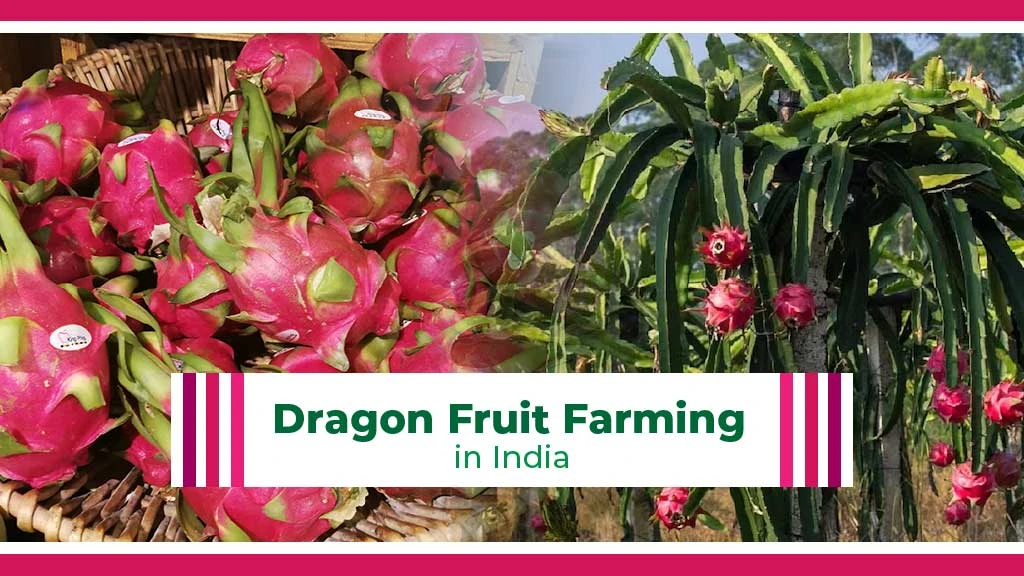 How to Set Up a Dragon Fruit Farm in India – Process, Economics and Schemes