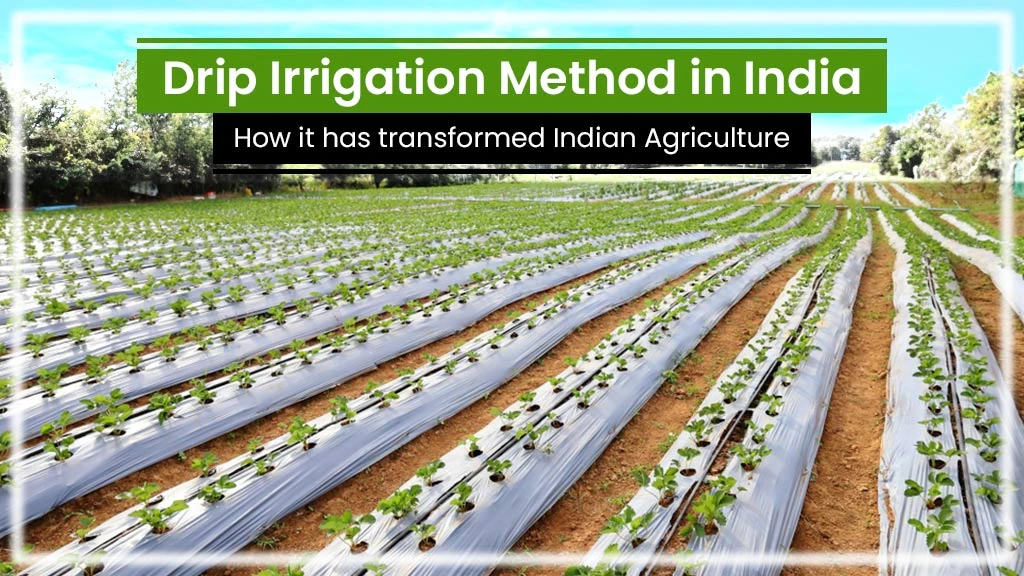 Drip Irrigation Method: Transforming Indian Agriculture Drop by Drop