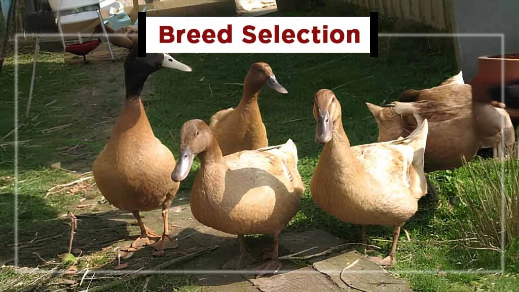 Setting up Duck Farming Business in India - Breed Selection