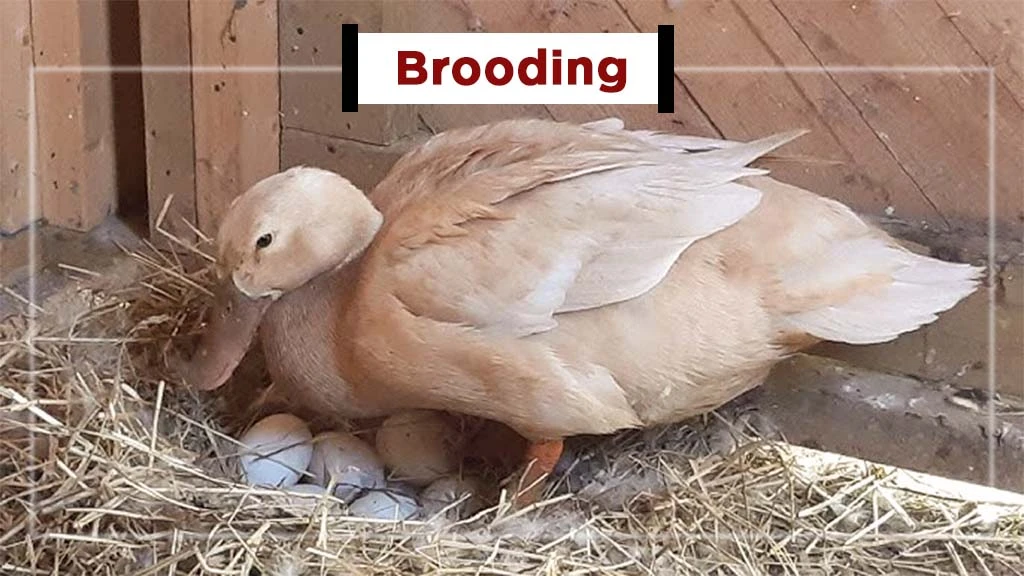 Setting up Duck Farming Business in India - Brooding
