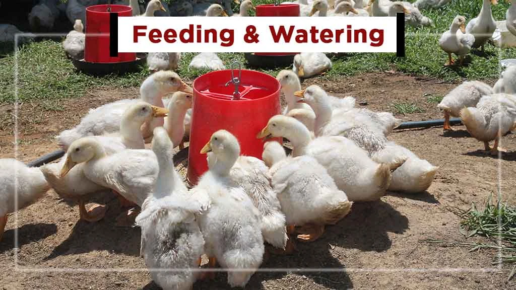 Setting up Duck Farming Business in India - Feeding & Watering