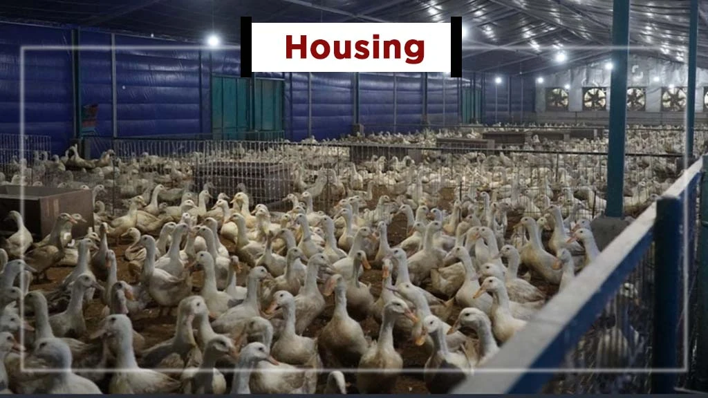 Setting up Duck Farming Business in India - Housing