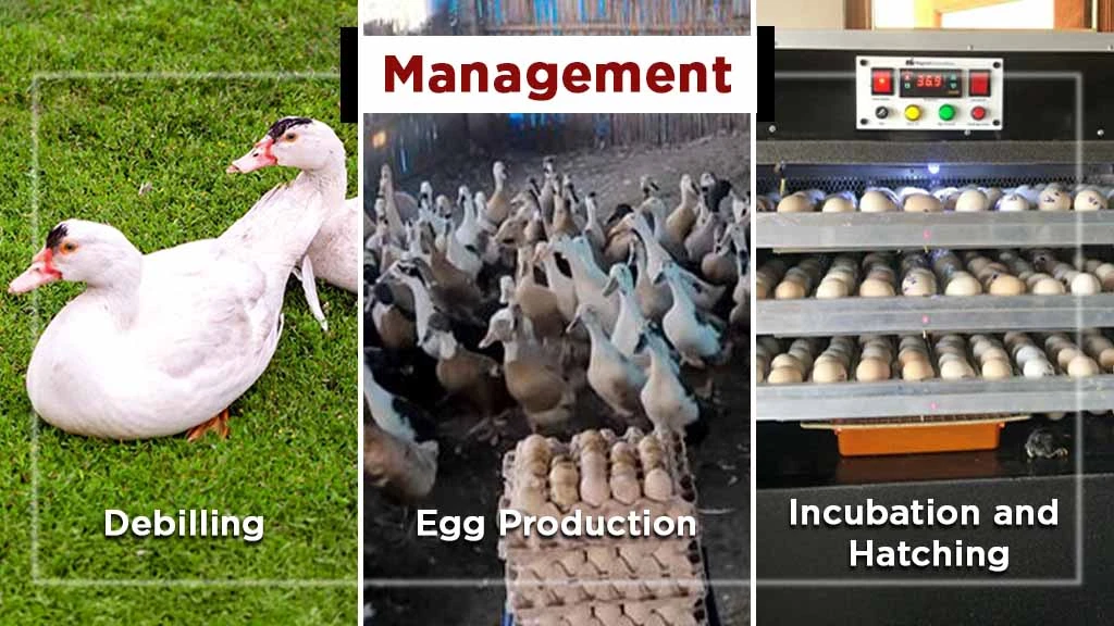 Setting up Duck Farming Business in India - Management