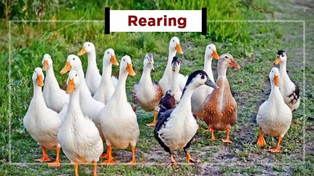 Setting up Duck Farming Business in India - Rearing
