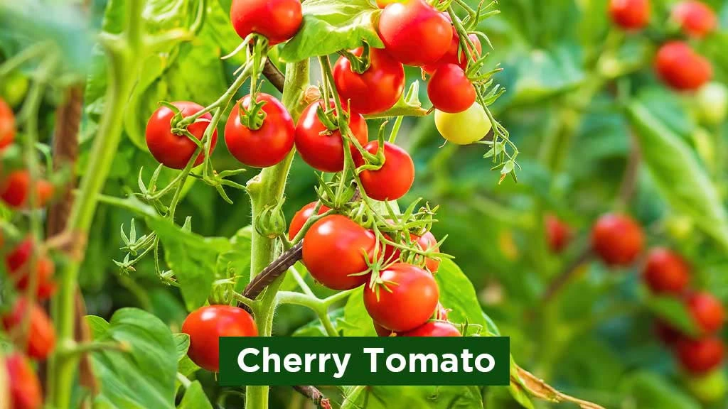 Exotic Vegetables in India - Cherry Tomato