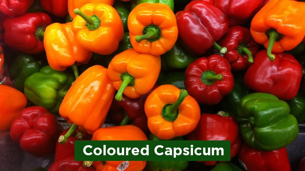 Exotic Vegetables in India - Coloured Capsicum
