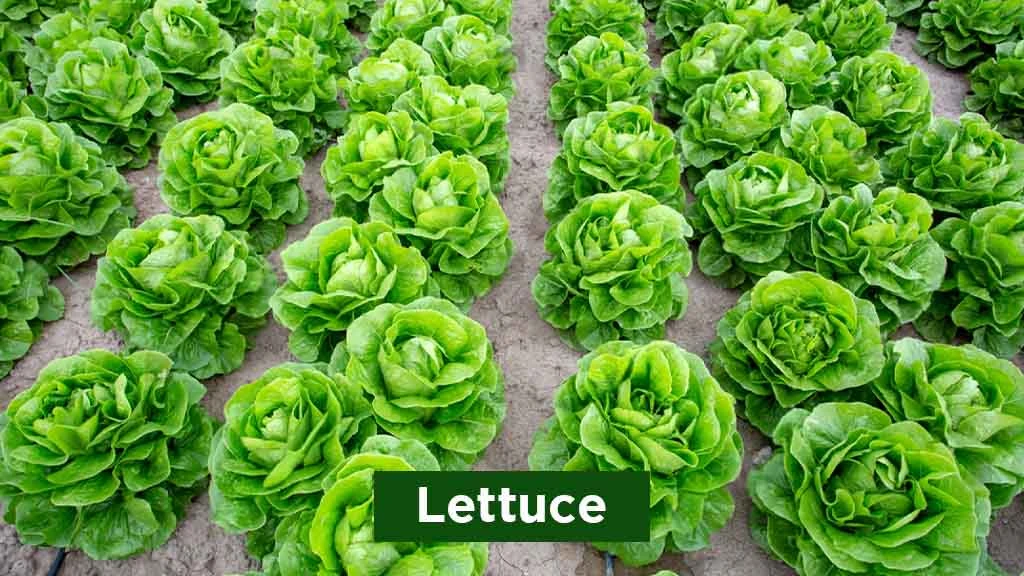 Exotic Vegetables in India - Lettuce