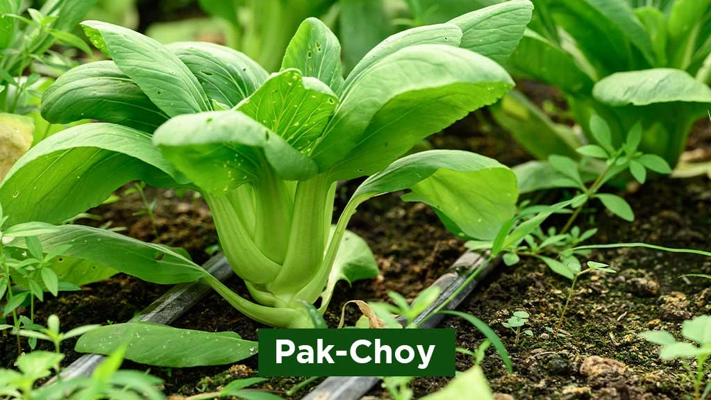 Exotic Vegetables in India - Pak-Choy
