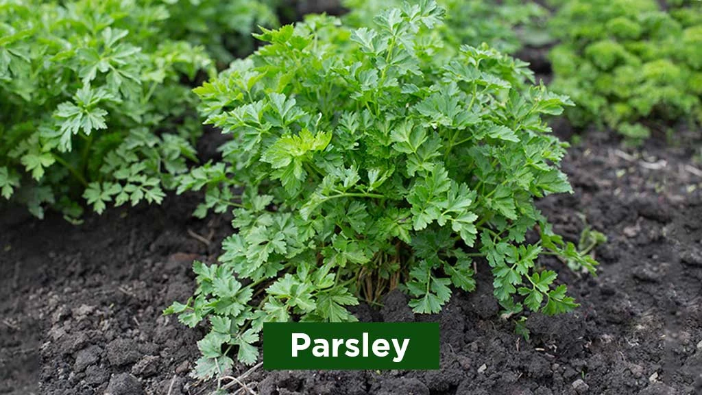 Exotic Vegetables in India - Parsley