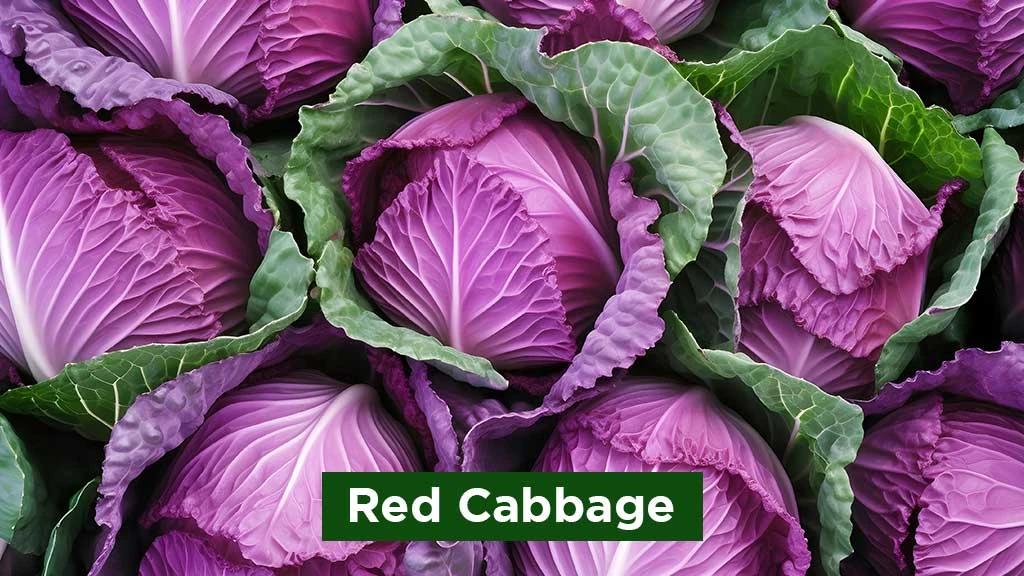 Exotic Vegetables in India - Red Cabbage