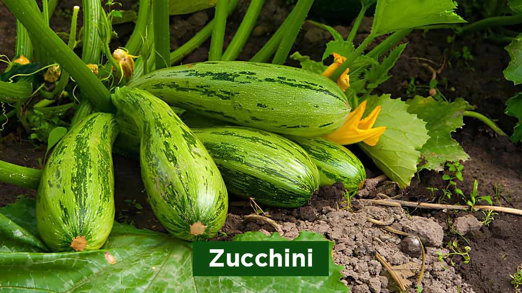 Exotic Vegetables in India - Zucchini