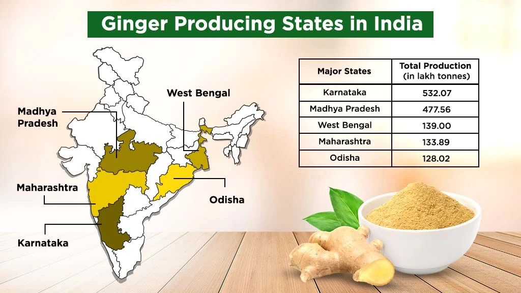 Ginger Farming in India - Major Ginger Producing States in India