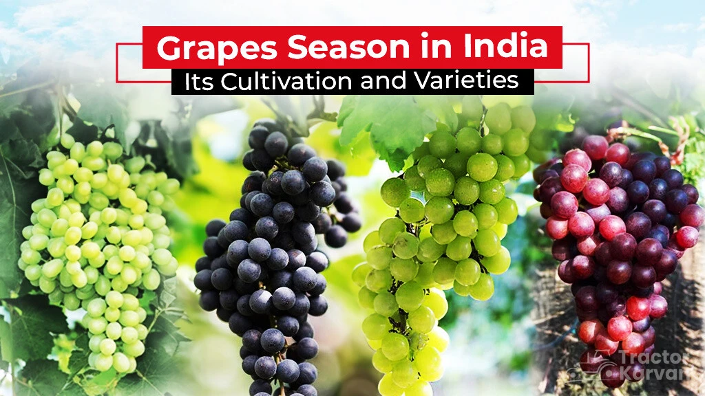 Grapes Season in India and It's Varieties Tractorkarvan