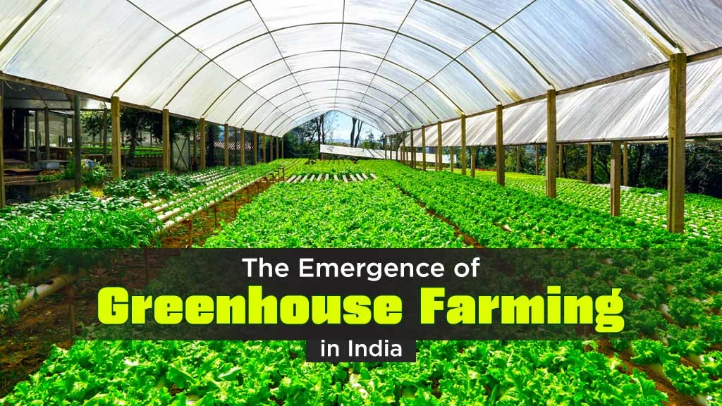 The Emergence of Greenhouse Farming in India