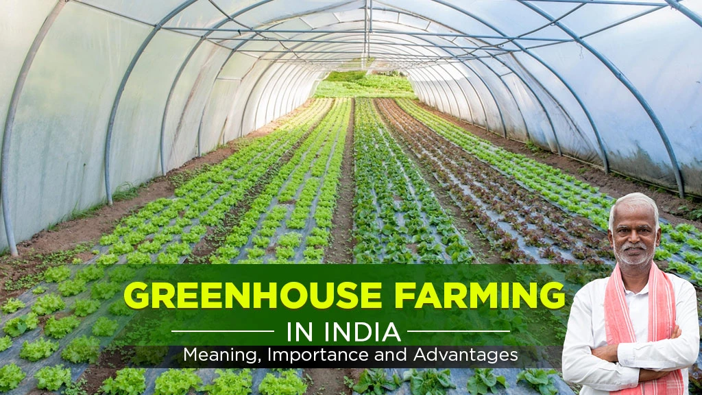 Greenhouse Farming Meaning, Importance and Advantages