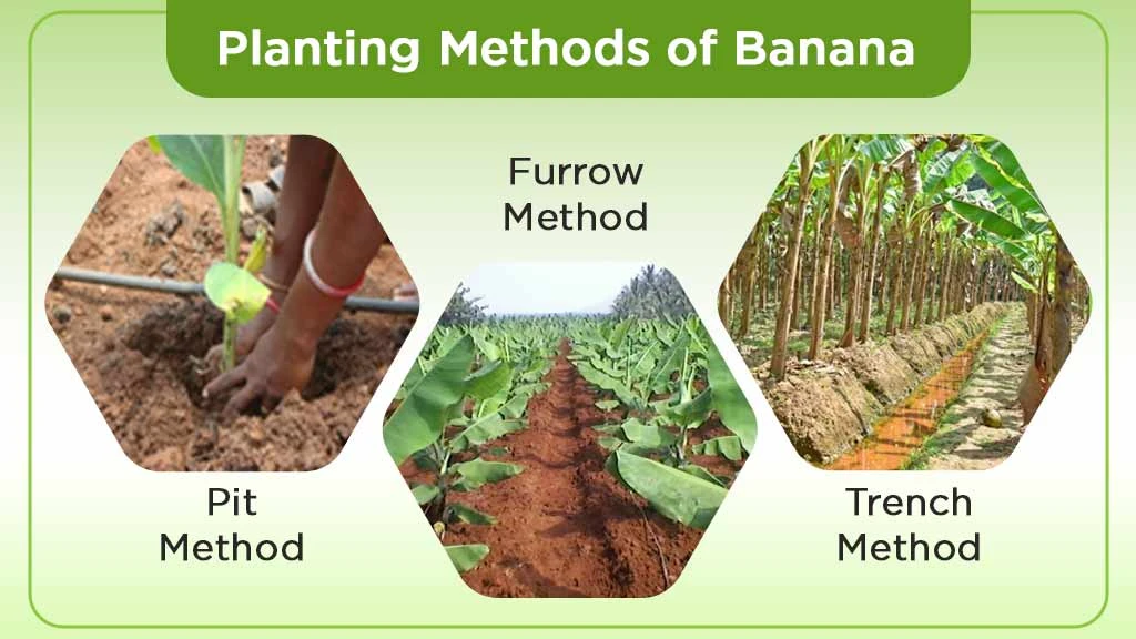Planting Method of Banana