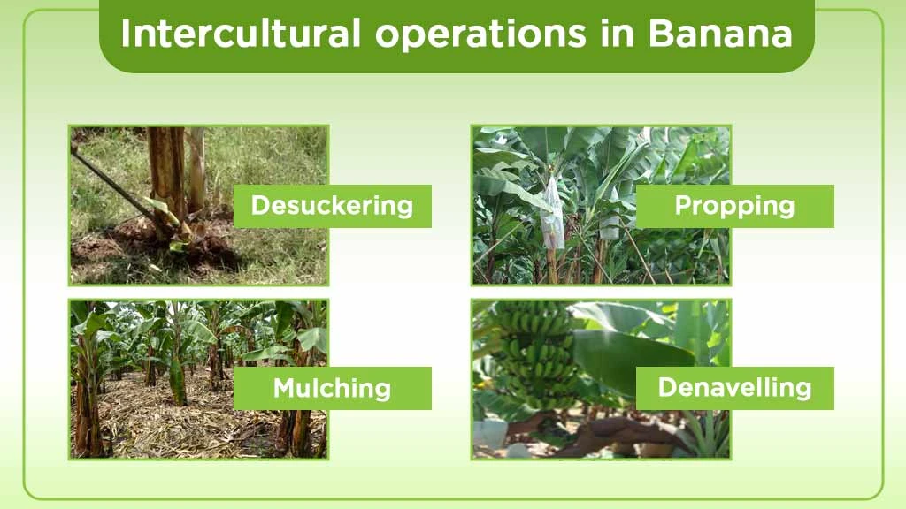 Intercultural Operations of Banana