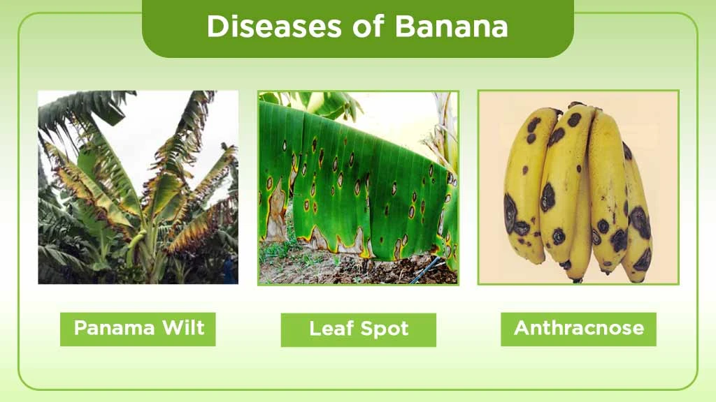 Disease of Banana