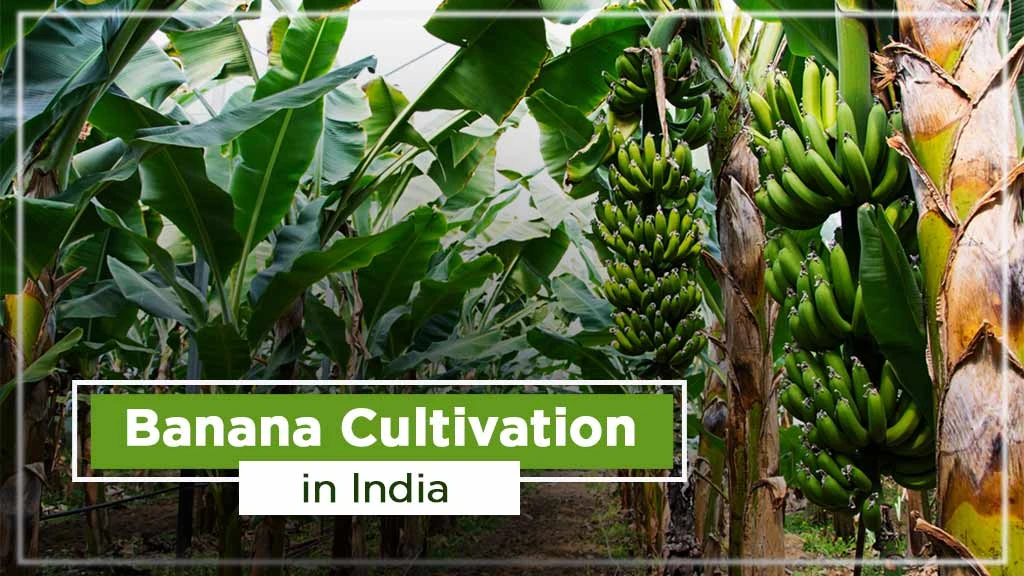 Banana Cultivation in India