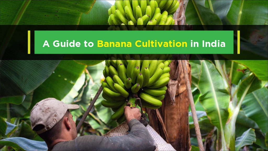 Banana Production Top Banana Producing States In India