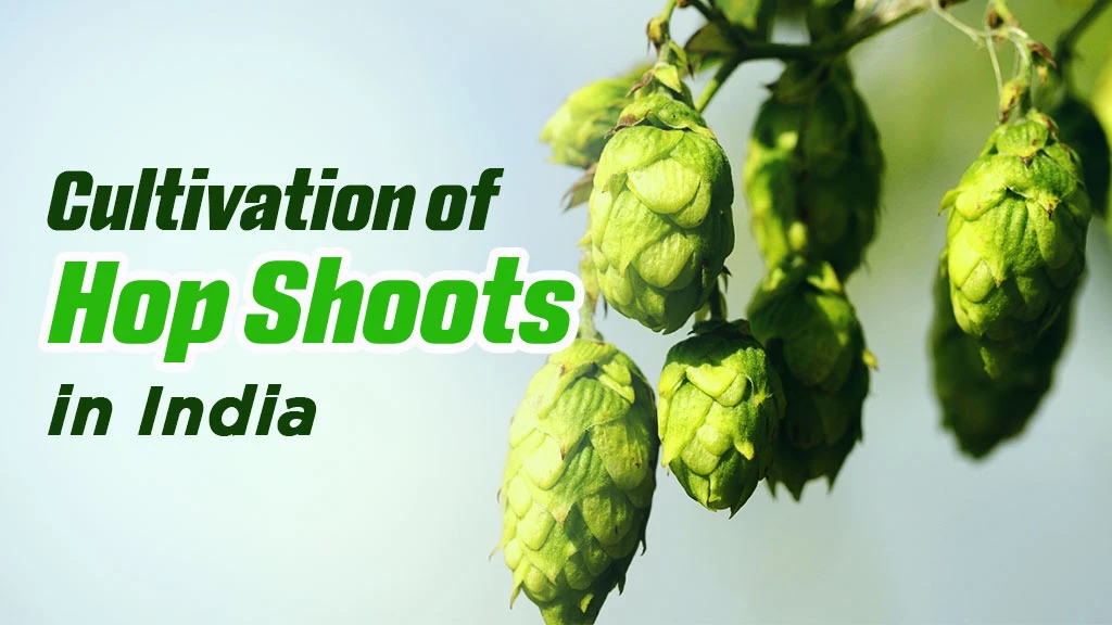 Cultivation of Hop Shoot in India