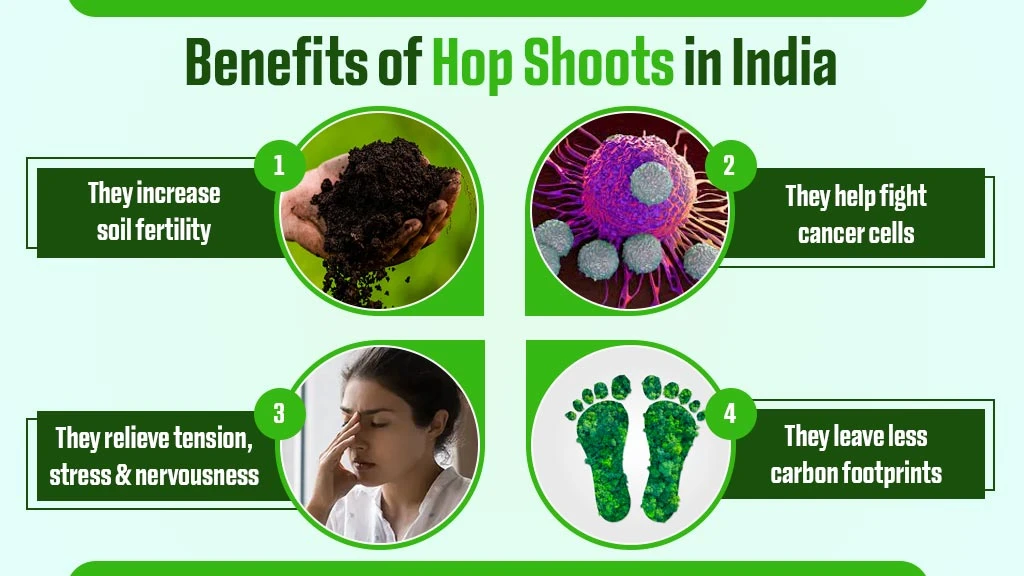 Benefits of Hop Shoots