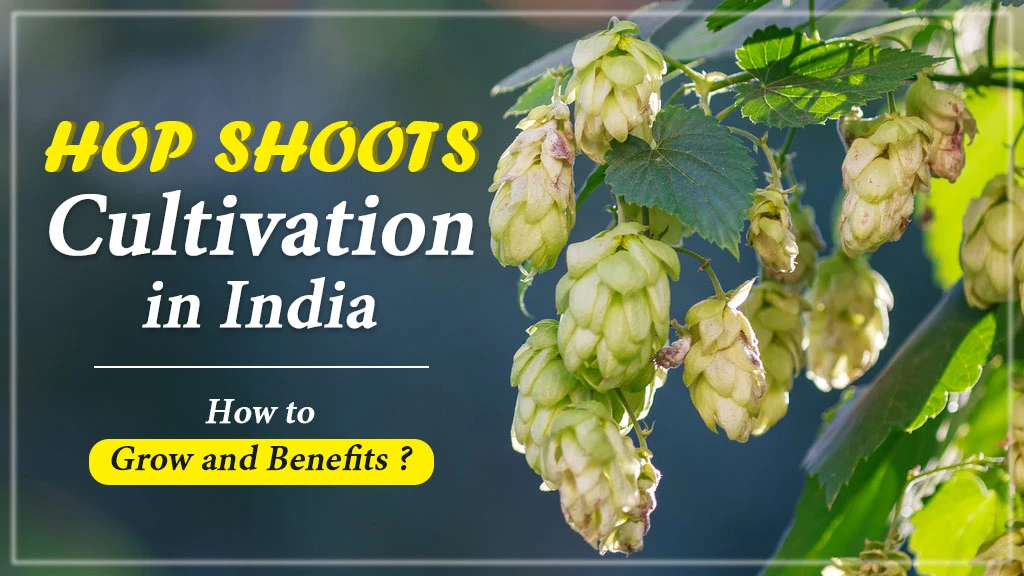 Hop Shoots Cultivation in India: How to Grow and Benefits