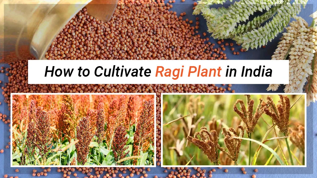 How to Cultivate Ragi Plant in India: A Comprehensive Guide