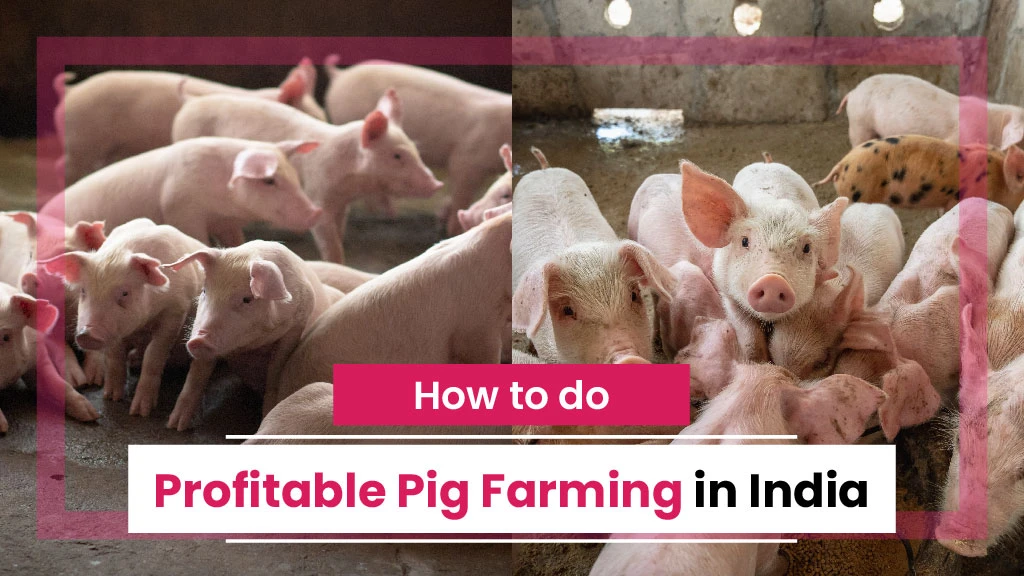 How to do Profitable Pig Farming in India - A Comprehensive Guide