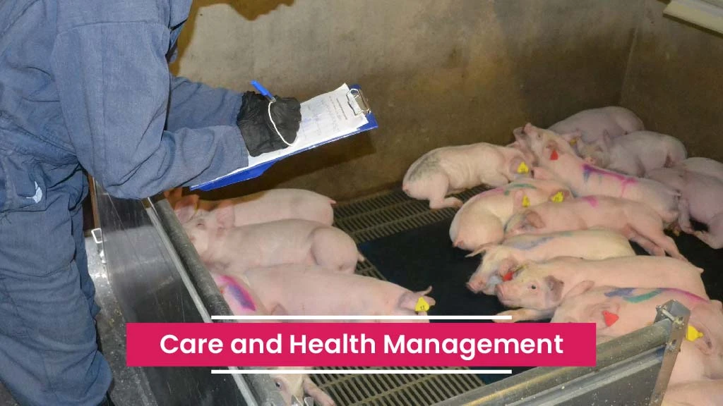 Profitable Pig Farming Steps - Care and Health Management