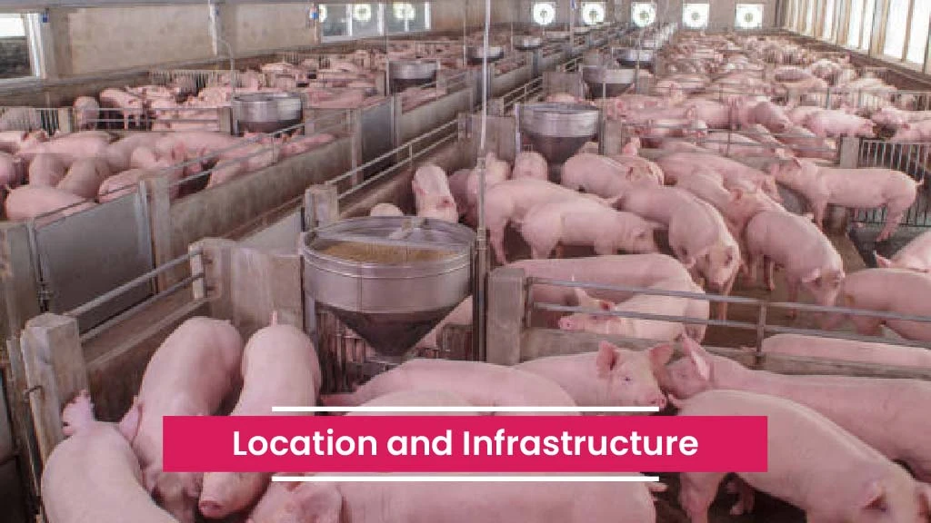 Profitable Pig Farming Steps - Build Right Infrastructure