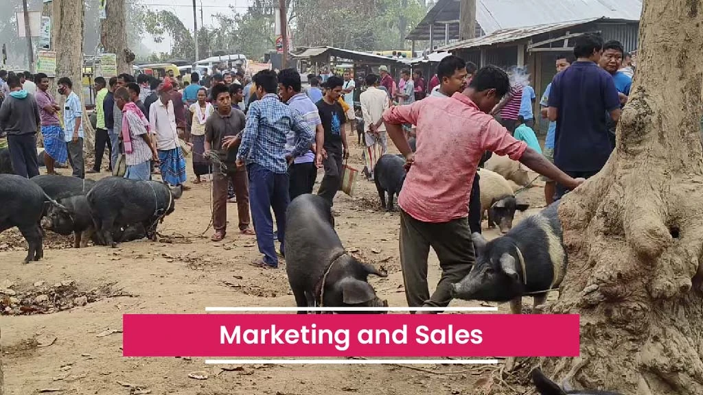 Profitable Pig Farming Steps - Marketing and Sales