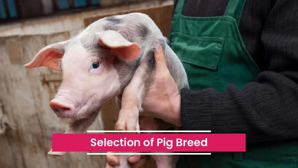 Profitable Pig Farming Steps - Select Pig Breed