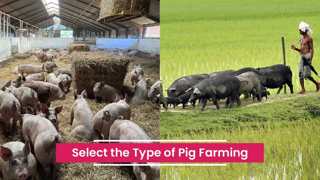 Profitable Pig Farming Steps - Select Pig Farming Type
