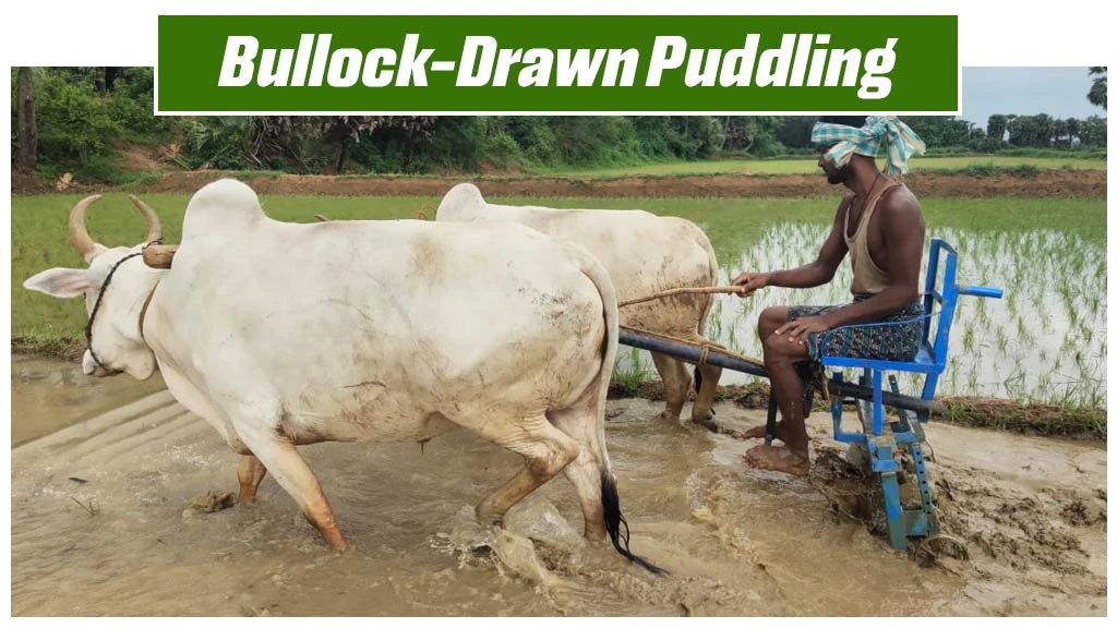 Methods Of Puddling - Bullock-Drawn Puddling