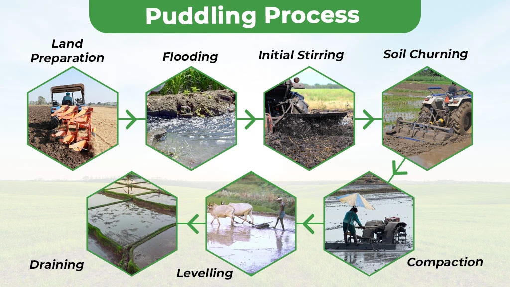 How to do Puddling in Paddy Field and their Benefits