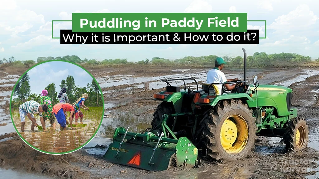 How to do Puddling in Paddy Field and their Benefits