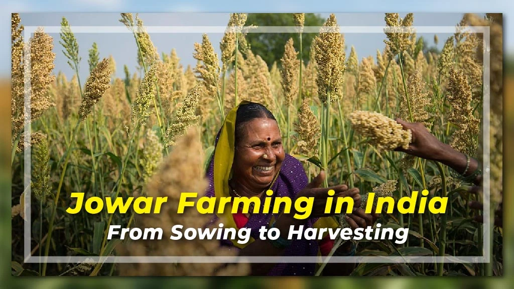 Jowar Farming in India: From Sowing to Harvesting