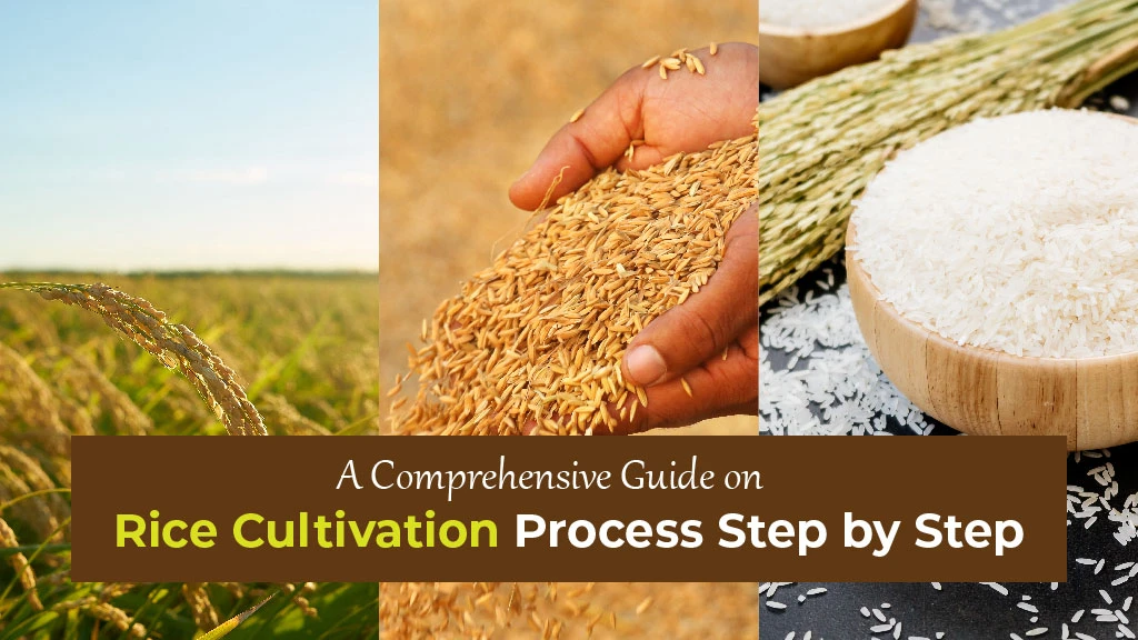A Comprehensive Guide on Rice Cultivation Process Step by Step