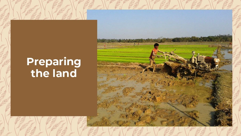 How to Grow Paddy - Preparing the land