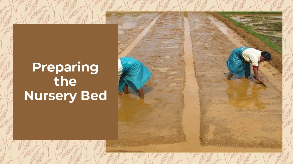 How to Grow Paddy - Preparing the nursery bed