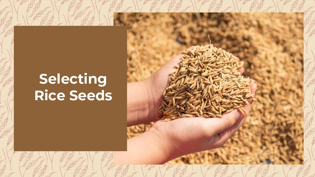 How to Grow Paddy - Selecting the rice seeds