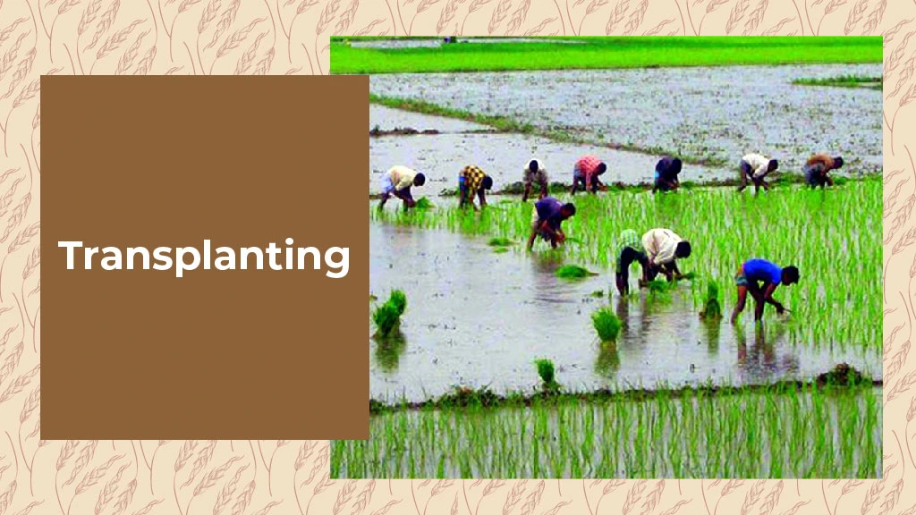 How to Grow Paddy - Transplanting
