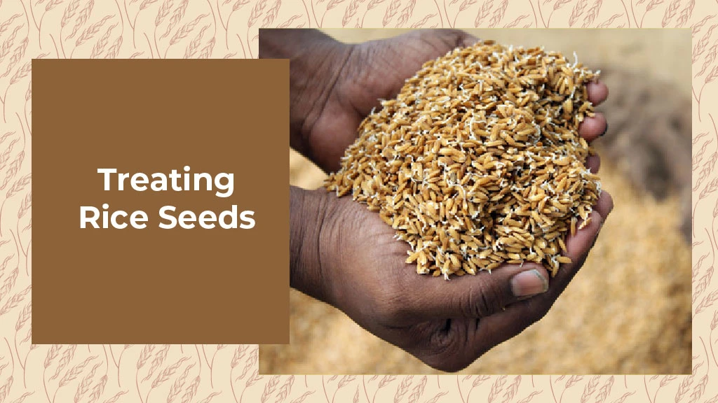 How to Grow Paddy -Treating rice seeds