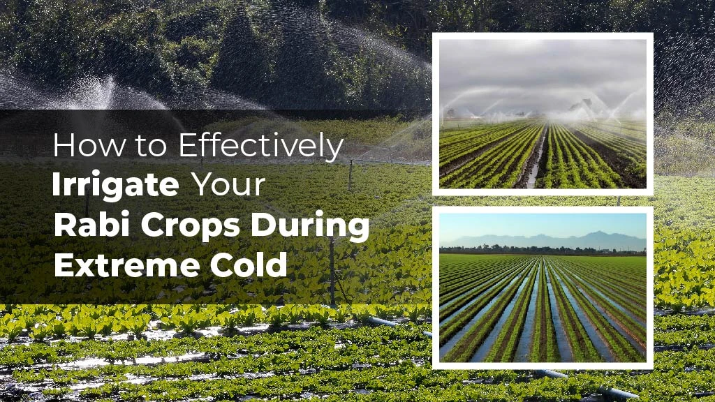 How to Effectively Irrigate Your Rabi Crops During Extreme Cold?