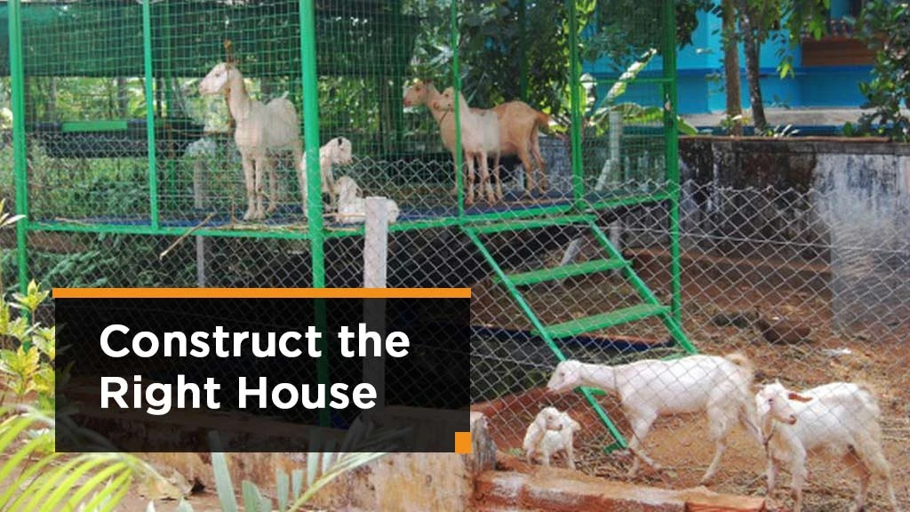 Goat Farming Process - Construct the Right House