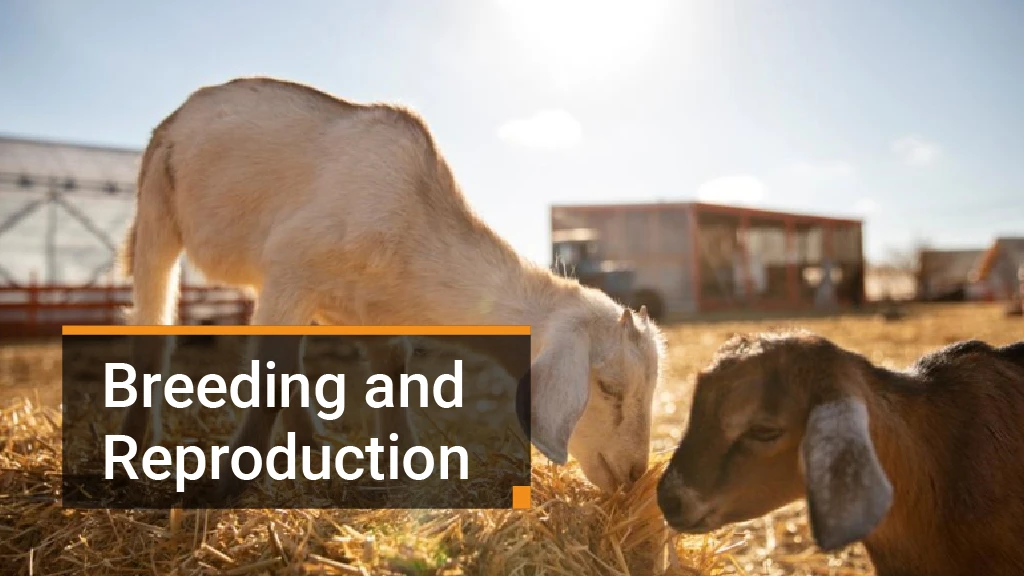 How To Start Goat Farming In India